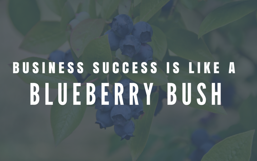 Business Success is Like a Blueberry Bush